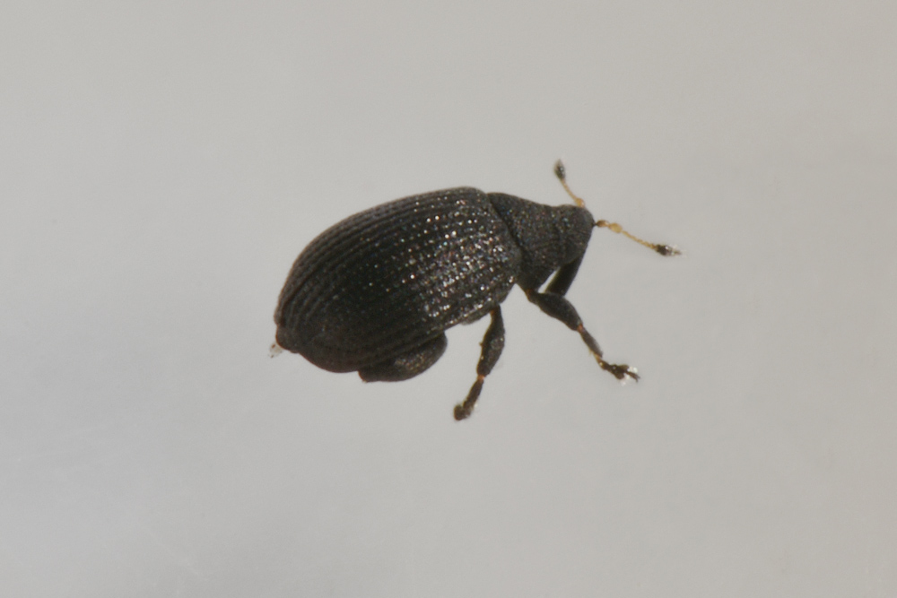 Curculionidae: Rhamphus pulicarius
